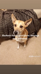 Mazikeen needs a home 